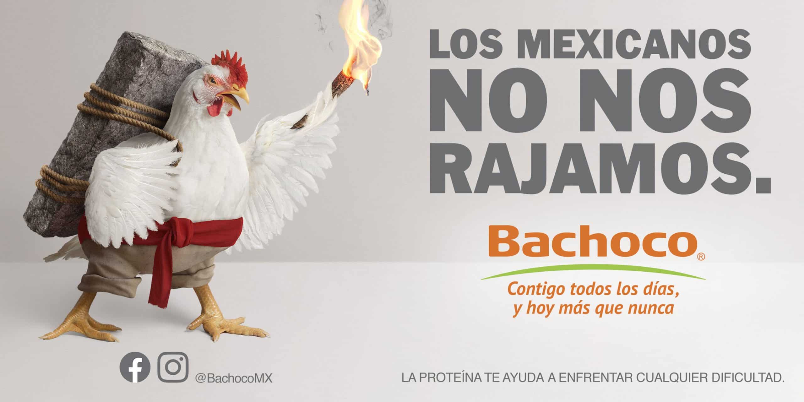 Bachoco.jpg