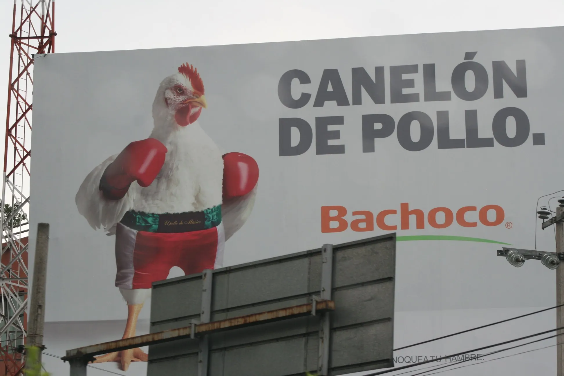 canelo bachoco espectacular