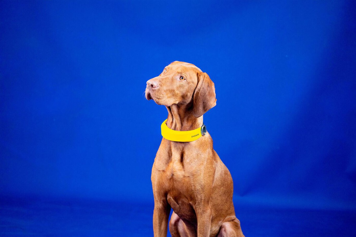 tecnología wearable perros
